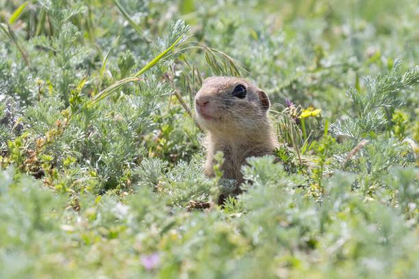 istock Cute European ground squirrel standing on a field of grass 919762844