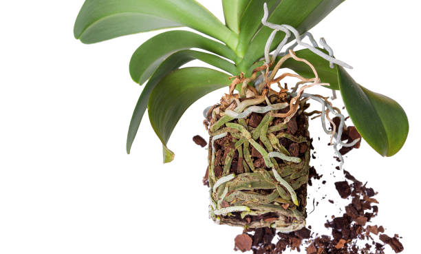 istock Orchid preparation for transplant. 919766738