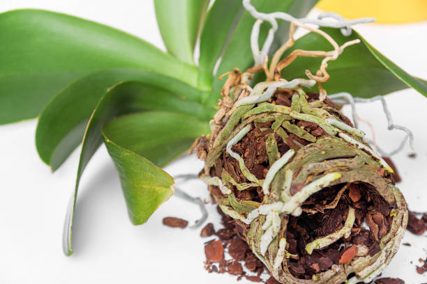 istock Orchid preparation for transplant. 919766950