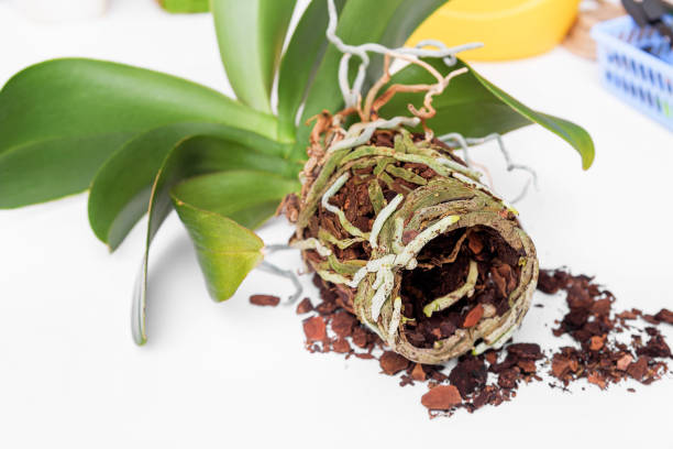 istock Orchid preparation for transplant. 919767020