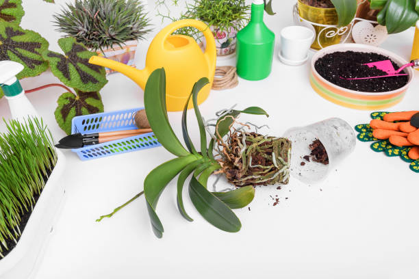 istock Orchid preparation for transplant. 919767744