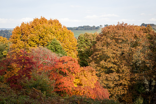 Autumn colours at Winkworth Arboretum in Surrey, UK.
