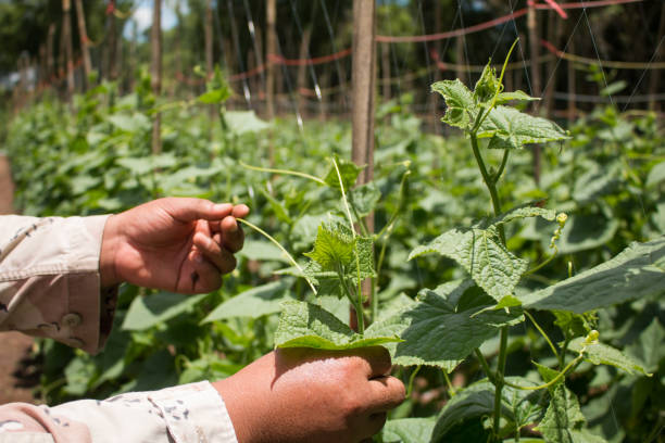 istock Planting cucumbers in a farm. 919777640