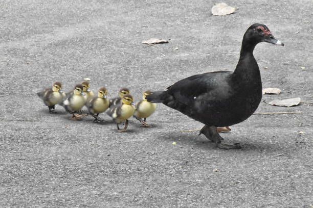 istock Muscovy duck with ducklings 919778174