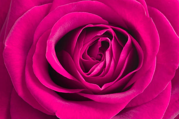 Pink rose flower. Pink Rose stock photo