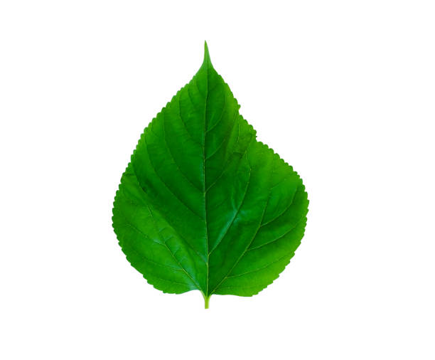 istock Leaves isolated on white background,Clipping Path background 919781550