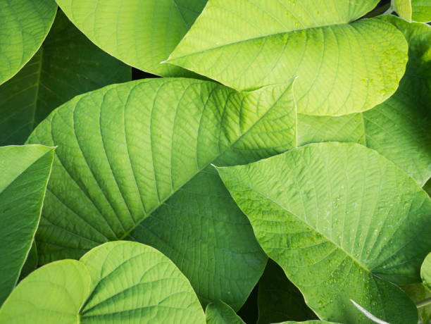 istock Elephant Creeper leaves in The Background 919784302