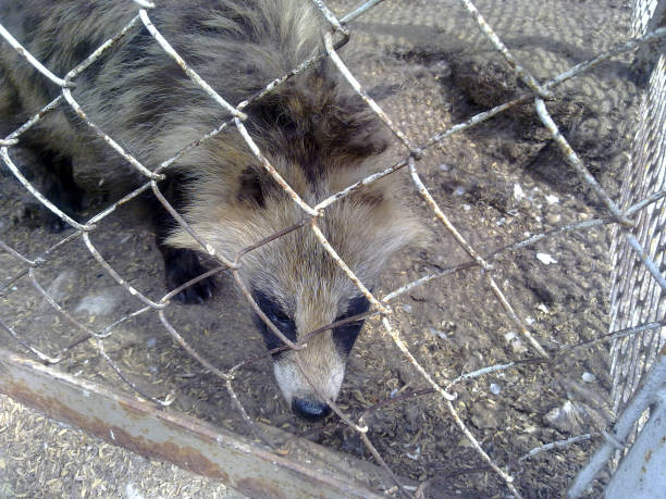 istock Racoon dogs in captivity 919784628