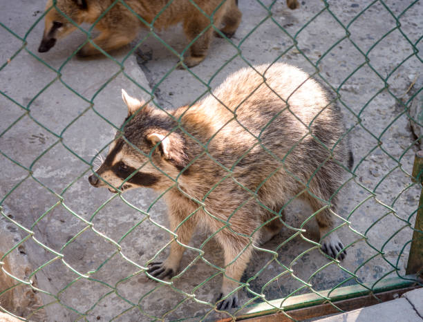 istock Raccoon in the zoo. behind the grid. 919784662