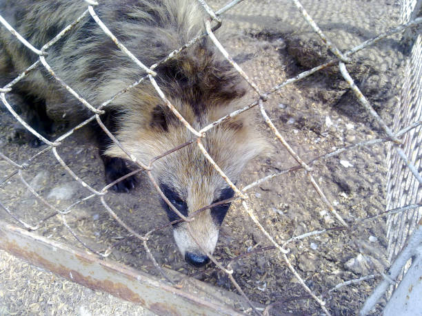 istock Racoon dogs in captivity 919784692