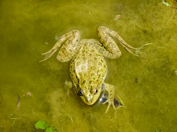 istock The Green Frog. The amphibian frog is ordinary. 919784812