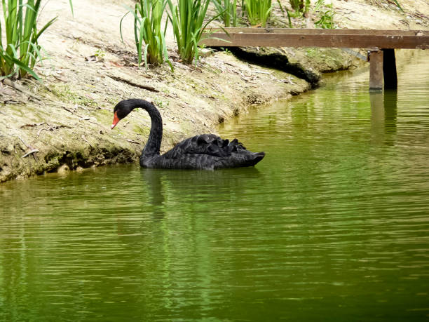 istock Swans in the pond. A flock of swans. 919784826