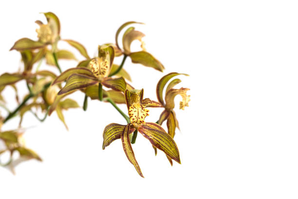 Orchid on a white background
