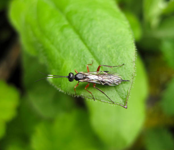 istock Ichneumonidae. a real rider. Hymenoptera insect. 919789132