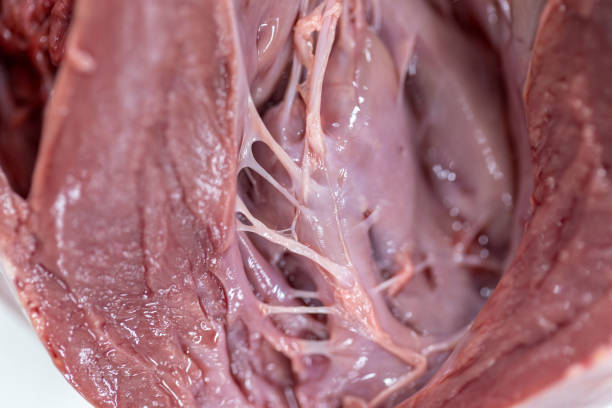 istock Structure heart of the pig for classroom education. 919789220