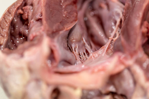 istock Structure heart of the pig for classroom education. 919789232