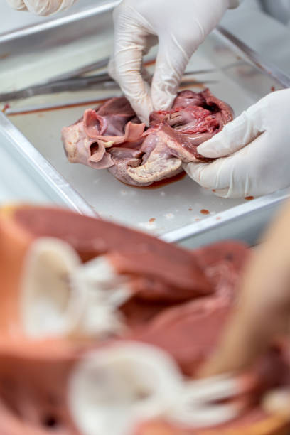 istock Structure heart of the pig for classroom education. 919789468