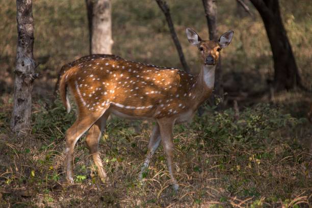 istock A Beautiful Gazelle in India Forest 919802276