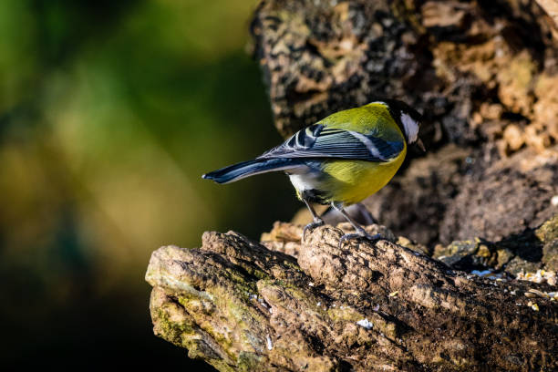istock Great Tit (Parus major) looking away from the camera and showing feather plumage 919803496