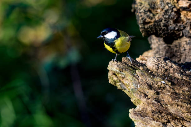 istock Great Tit (Parus major) on tree trunk in autumnal sunlight 919803498