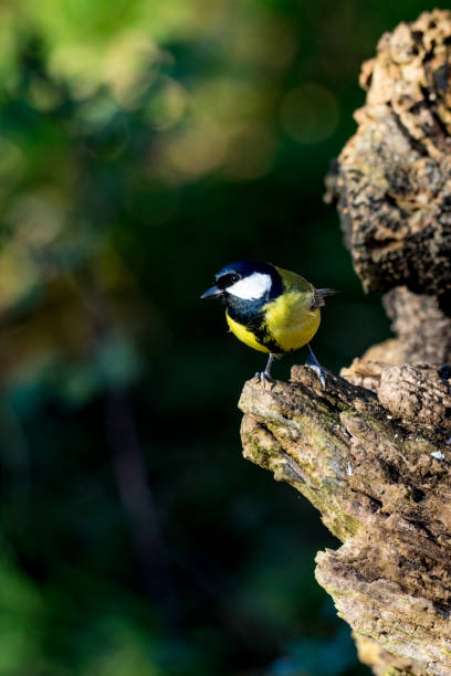istock Great Tit (Parus major) on tree trunk in autumnal sunlight 919803738