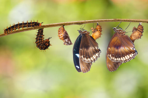 istock Transformation from caterpillar to great eggfly butterfly ( Hypolimnas bolina Linnaeus ) on twig 919806490