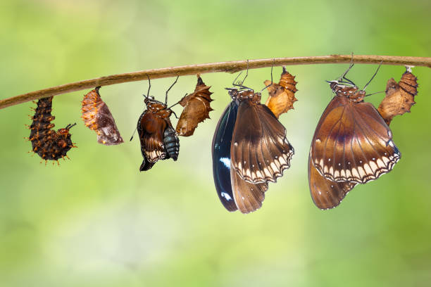 istock Transformation from caterpillar to great eggfly butterfly ( Hypolimnas bolina Linnaeus ) on twig 919806634