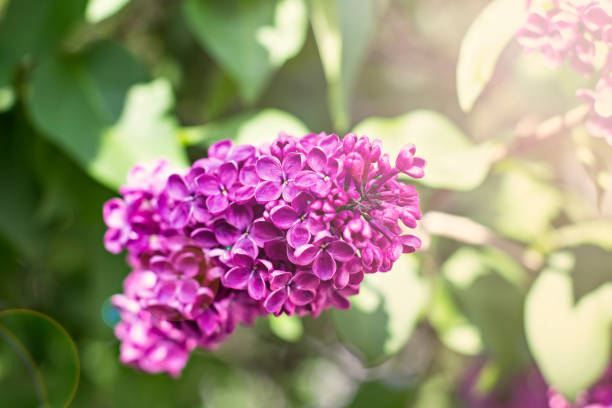 istock flowers of lilac tree at spring 919806784