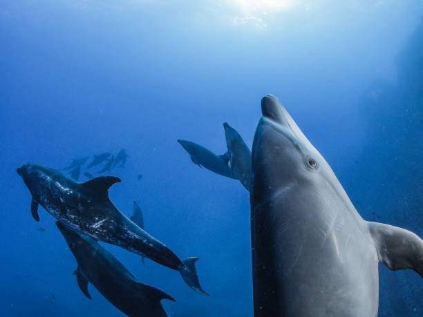 Pacific Dolphins stock photo