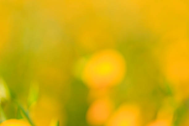 istock Abstract blur background from yellow flower and tree 919807510