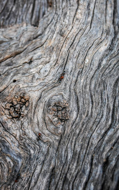 istock ants on bark of olive tree 919815336