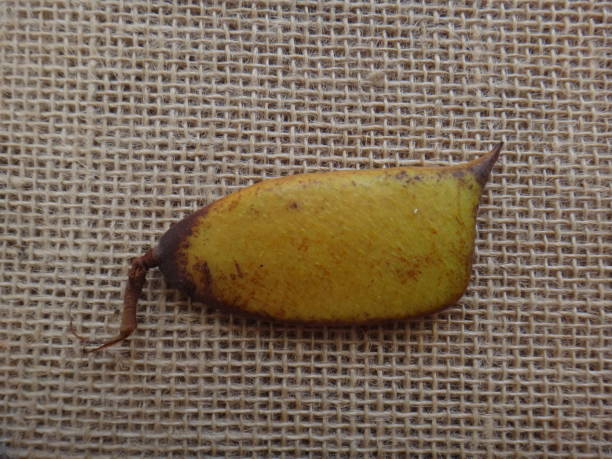 istock Sappanwood pod (immature) 919815504