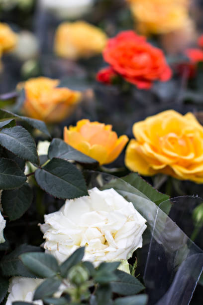 istock Rose in the flowerpot. Growing roses. 919819554