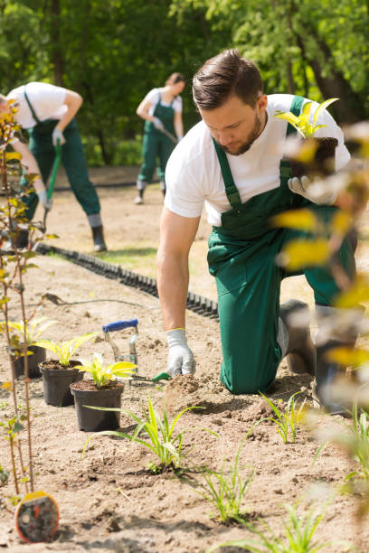 istock Intense garden works making park keepers busy 919824576