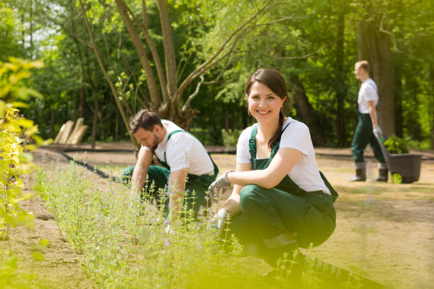 istock Restoring the old park's flowerbeds 919824578