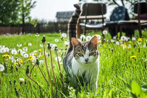 Domestic cat in the village yard