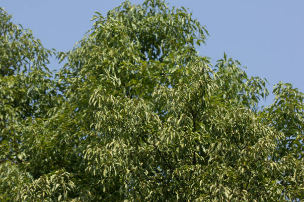istock Leaf of Cinnamomum camphora tree 919825818