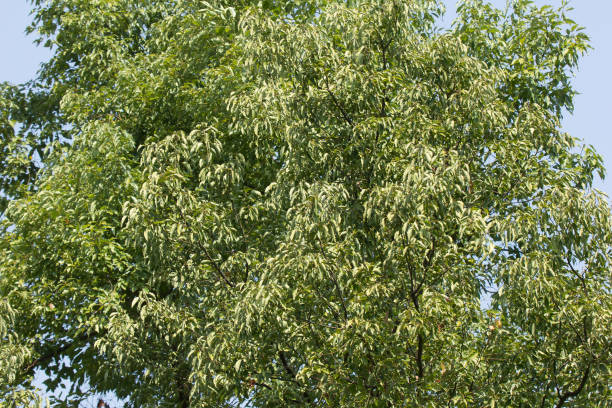 istock Leaf of Cinnamomum camphora tree 919825884
