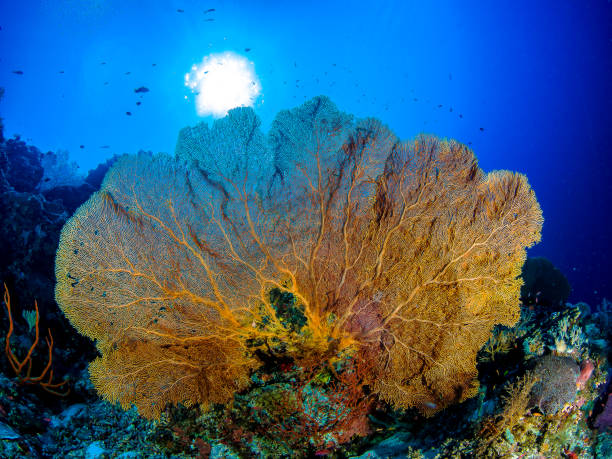 Corals stock photo