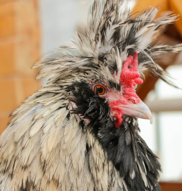 istock Portrait of a spotted rooster 919830270