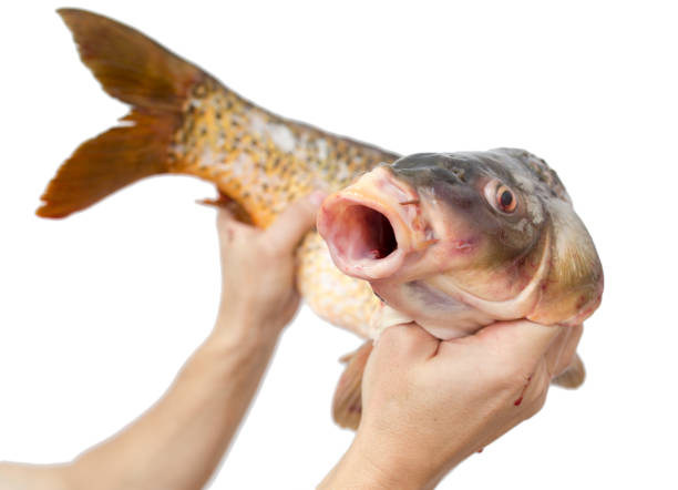 istock big carp in his hand on a white background 919833884