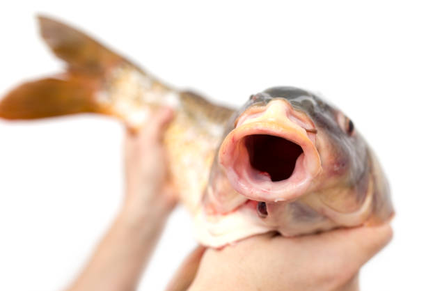 istock big carp in his hand on a white background 919834154