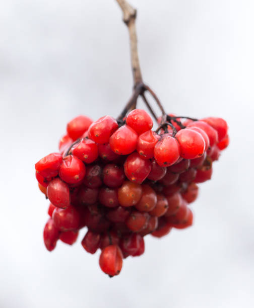 istock red viburnum on the tree in winter 919839536