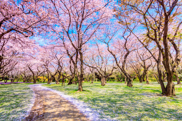 istock Walkway under the Sakura Tree beautiful in Japan 919845472