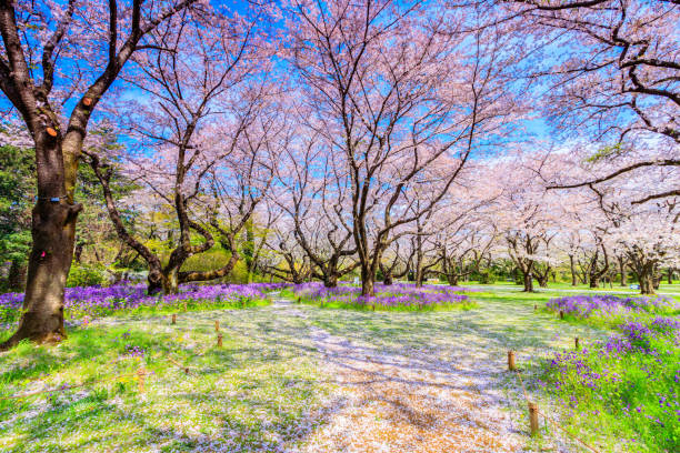 istock Walkway under the Sakura Tree beautiful in Japan 919845552
