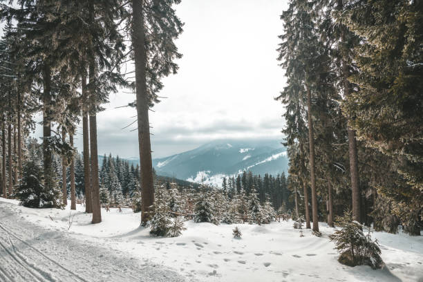 istock snowy winter forrest in the Giant Mountains 919859904