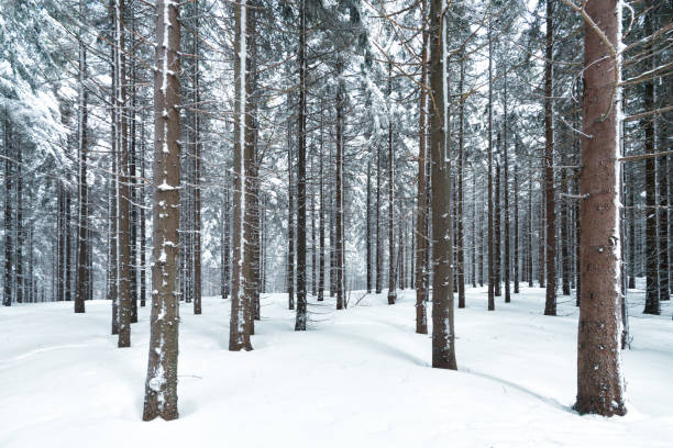 view into winter forrest in the Giant Mountains