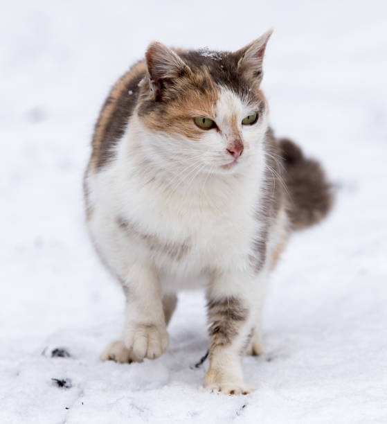 istock Cat in the snow in the winter 919872040