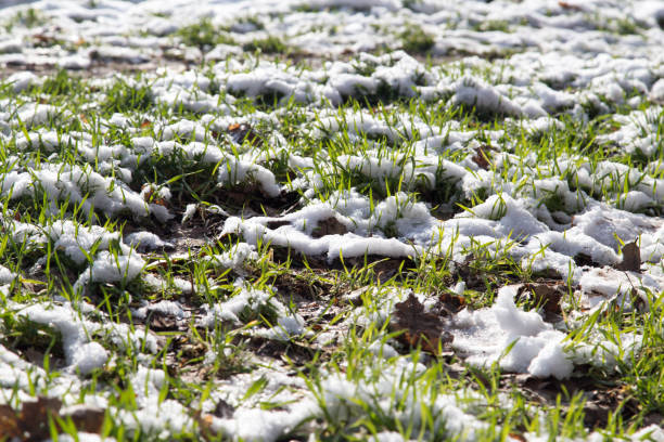 istock snow on the green grass in nature 919877372