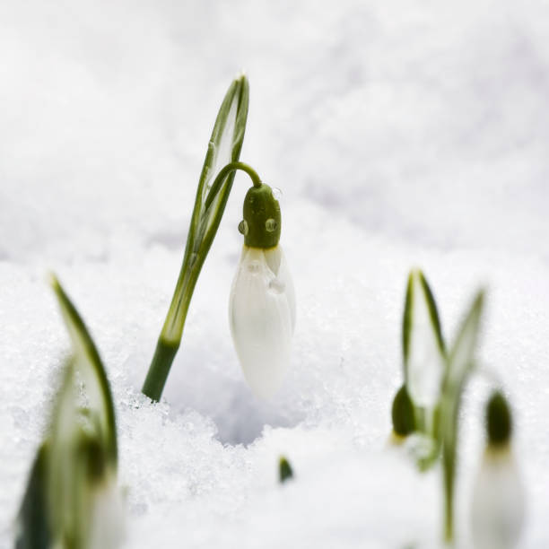 istock Snowdrop flower in snow 919878146